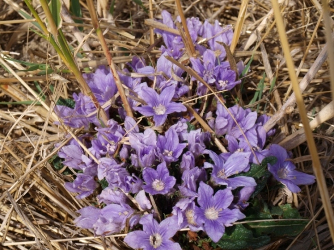 Mandragora autumnalis
